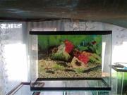 продажа-аквариумов терариумов рыбок растения