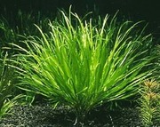 Бликса японская,  аквариумное растение